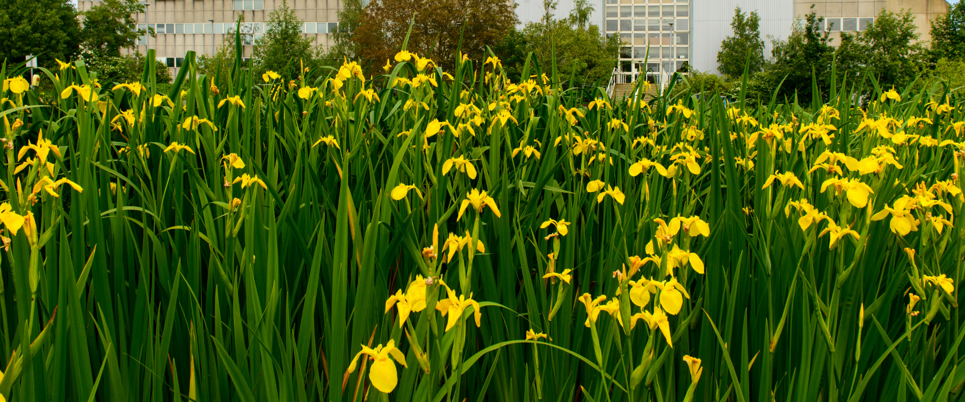 Prof Ian Graham image